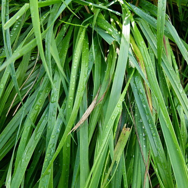 Hierochloe odorata Sweet Grass - Keystone Wildflowers
